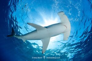 Smooth Hammerhead Shark, Sphyrna zygaena. Cabo San Lucas, Baja, Mexico, Eastern Pacific.