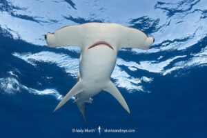Smooth Hammerhead Shark, Sphyrna zygaena. Cabo San Lucas, Baja, Mexico, Eastern Pacific.