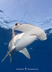 Smooth Hammerhead Shark, Sphyrna zygaena. Cabo San Lucas, Baja, Mexico, Eastern Pacific.