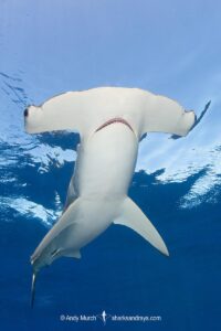 Smooth Hammerhead Shark, Sphyrna zygaena. Cabo San Lucas, Baja, Mexico, Eastern Pacific.