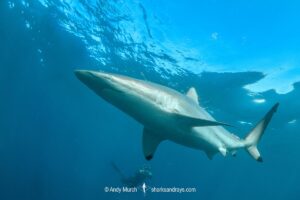 Spinner Shark, Carcharhinus brevipinna. Feeding on pilchards during the Sardine Run. Wild Coast, South Africa.