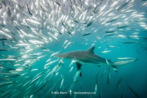 Spinner Shark, Carcharhinus brevipinna. Feeding on pilchards during the Sardine Run. Wild Coast, South Africa.