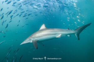 Spinner Shark, Carcharhinus brevipinna. Feeding on pilchards during the Sardine Run. Wild Coast, South Africa.
