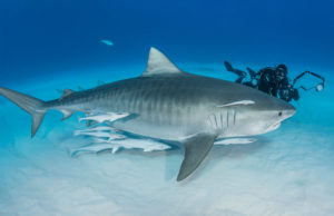 Tiger Shark diving at Tiger Beach; a famous shark diving site on Little Bahama Bank in the Bahamas.