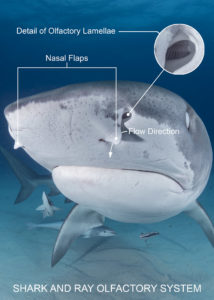 Shark olfactory system