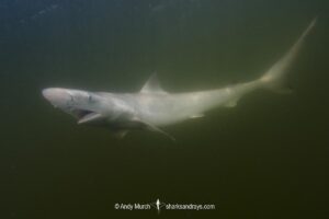 Atlantic Sharpnose Shark, Rhizoprionodon terraenovae, Mississippi Barrier Islands, Gulf of Mexico, Atlantic Ocean, USA.