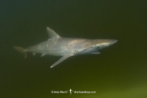 Atlantic Sharpnose Shark, Rhizoprionodon terraenovae, Mississippi Barrier Islands, Gulf of Mexico, Atlantic Ocean, USA.