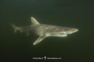 Atlantic Sharpnose Shark, Rhizoprionodon terraenovae, Mississippi Barrier Islands, Gulf of Mexico, Atlantic Ocean, USA.