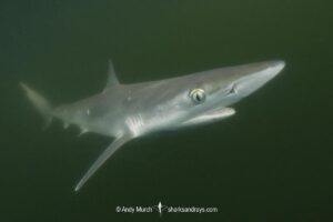 Atlantic Sharpnose Shark, Rhizoprionodon terraenovae, Mississippi Barrier Islands, Gulf of Mexico, Atlantic Ocean, USA.