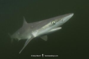 Atlantic Sharpnose Shark, Rhizoprionodon terraenovae, Mississippi Barrier Islands, Gulf of Mexico, Atlantic Ocean, USA.