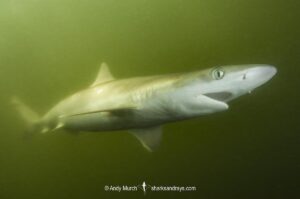Atlantic Sharpnose Shark, Rhizoprionodon terraenovae, Mississippi Barrier Islands, Gulf of Mexico, Atlantic Ocean, USA.