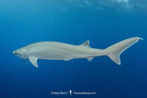 Atlantic Sixgill Shark, Hexanchus vitulus. Formerly grouped with Hexanchus nakamurai, Cape Eleuthera, Bahamas, Atlantic Ocean.