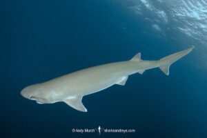 Atlantic Sixgill Shark, Hexanchus vitulus. Formerly grouped with Hexanchus nakamurai, Cape Eleuthera, Bahamas, Atlantic Ocean.