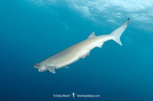 Atlantic Sixgill Shark, Hexanchus vitulus. Formerly grouped with Hexanchus nakamurai, Cape Eleuthera, Bahamas, Atlantic Ocean.