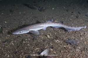 Blackmouth Catshark, Galeus melastomus. A relatively deepwater catshark from Iceland to Senegal including the Mediterranean Sea. Trondheim Fiord, Norway.