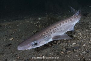Blackmouth Catshark, Galeus melastomus. A relatively deepwater catshark from Iceland to Senegal including the Mediterranean Sea. Trondheim Fiord, Norway.