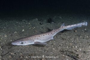 Blackmouth Catshark, Galeus melastomus. A relatively deepwater catshark from Iceland to Senegal including the Mediterranean Sea. Trondheim Fiord, Norway.