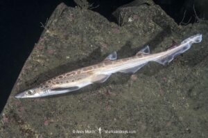 Blackmouth Catshark, Galeus melastomus. A relatively deepwater catshark from Iceland to Senegal including the Mediterranean Sea. Trondheim Fiord, Norway.