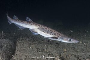 Blackmouth Catshark, Galeus melastomus. A relatively deepwater catshark from Iceland to Senegal including the Mediterranean Sea. Trondheim Fiord, Norway.