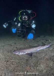 Blackmouth Catshark, Galeus melastomus. A relatively deepwater catshark from Iceland to Senegal including the Mediterranean Sea. Trondheim Fiord, Norway.