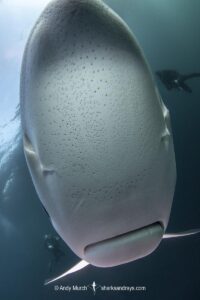 Blue Shark, Prionace glauca. Near False Bay, South Africa, Southeast Atlantic Ocean.