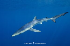 Blue Shark, Prionace glauca. Cabo San Lucas, Baja, Mexico, Eastern Pacific.