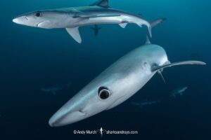 Blue Shark, Prionace glauca. Cape Point, South Africa, Southeast Atlantic Ocean.