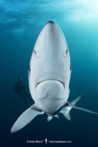 Blue Shark, Prionace glauca. Cape Point, South Africa, Southeast Atlantic Ocean.