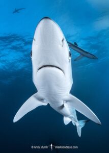 Blue Shark, Prionace glauca. Cape Point, South Africa, Southeast Atlantic Ocean.