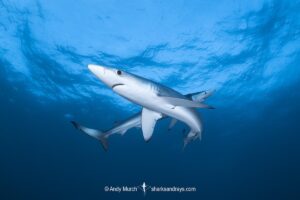 Blue Shark, Prionace glauca. Cape Point, South Africa, Southeast Atlantic Ocean.