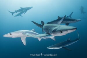 Blue Shark, Prionace glauca. Cape Point, South Africa, Southeast Atlantic Ocean.