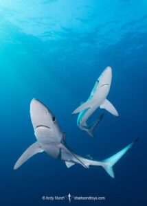 Blue Shark, Prionace glauca. Cape Point, South Africa, Southeast Atlantic Ocean.