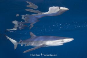 Blue Shark, Prionace glauca. Cabo San Lucas, Baja, Mexico, Eastern Pacific.