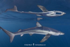 Blue Shark, Prionace glauca. Cabo San Lucas, Baja, Mexico, Eastern Pacific.