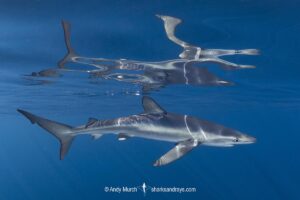 Blue Shark, Prionace glauca. Cabo San Lucas, Baja, Mexico, Eastern Pacific.