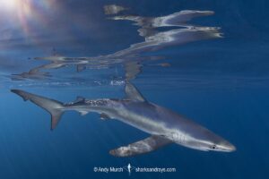 Blue Shark, Prionace glauca. Cabo San Lucas, Baja, Mexico, Eastern Pacific.