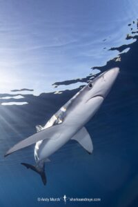 Blue Shark, Prionace glauca. Cabo San Lucas, Baja, Mexico, Eastern Pacific.