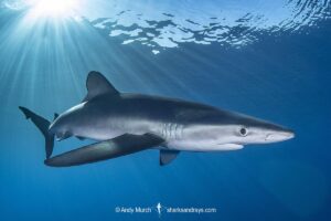 Blue Shark, Prionace glauca. Cabo San Lucas, Baja, Mexico, Eastern Pacific.