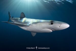 Blue Shark, Prionace glauca. Cabo San Lucas, Baja, Mexico, Eastern Pacific.