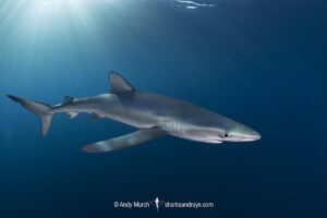 Blue Shark, Prionace glauca. Cabo San Lucas, Baja, Mexico, Eastern Pacific.