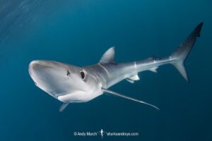 Blue Shark, Prionace glauca. Cabo San Lucas, Baja, Mexico, Eastern Pacific.