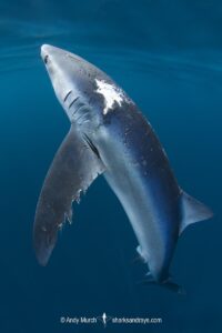 Blue Shark, Prionace glauca. Cabo San Lucas, Baja, Mexico, Eastern Pacific.