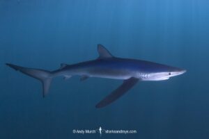 Blue Shark, Prionace glauca. Rhode Island, Northwest Atlantic Ocean.