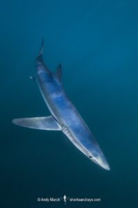 Blue Shark, Prionace glauca. Cabo San Lucas, Baja, Mexico, Eastern Pacific.