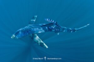 Blue Shark, Prionace glauca. Cabo San Lucas, Baja, Mexico, Eastern Pacific.