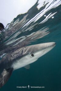 Blue Shark, Prionace glauca. Rhode Island, Northwest Atlantic Ocean.