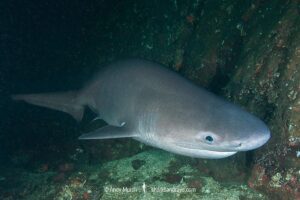 Bluntnose Sixgill Shark, Hexanchus griseus. Mackenzie Bight, Saanich Inlet, Vancouver Island, Canada, North Pacific.