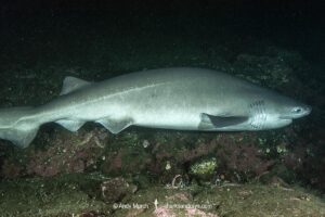 Bluntnose Sixgill Shark, Hexanchus griseus. Mackenzie Bight, Saanich Inlet, Vancouver Island, Canada, North Pacific.