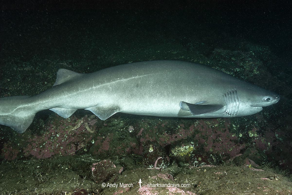 Bluntnose Sixgill Shark Hexanchus Griseus Bluntnose Sixgill Shark Hexanchus Griseus