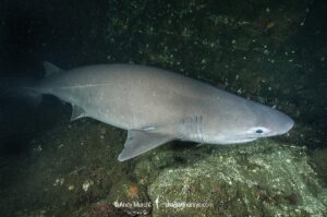 Bluntnose Sixgill Shark, Hexanchus griseus. Mackenzie Bight, Saanich Inlet, Vancouver Island, Canada, North Pacific.